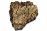 Partial Fossil Woolly Mammoth M Molar - Siberia #370378-1